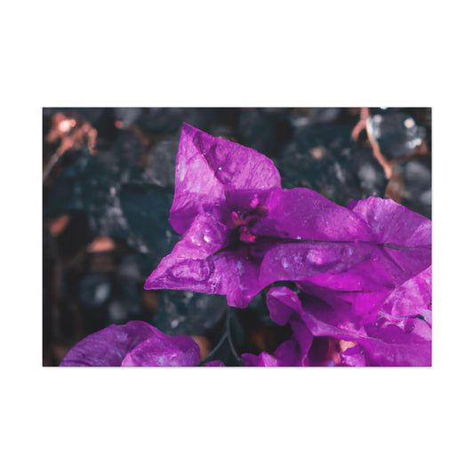 Josephine Maud Bollinger - Canvas