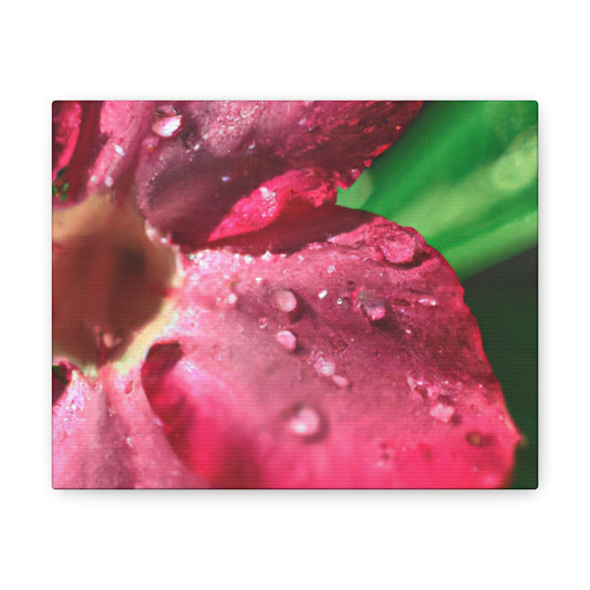 Eadweard Muybridge - Canvas