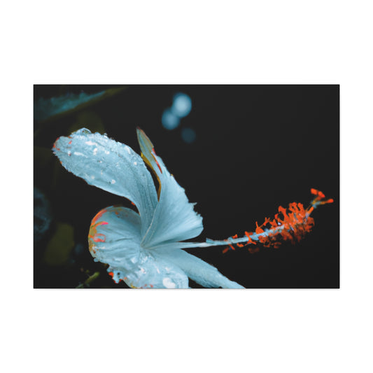 John Muirhead Macara. - Canvas