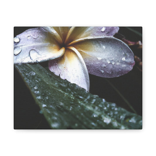 Edward Muybridge - Canvas