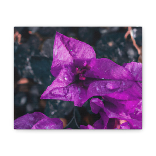 Josephine Maud Bollinger - Canvas