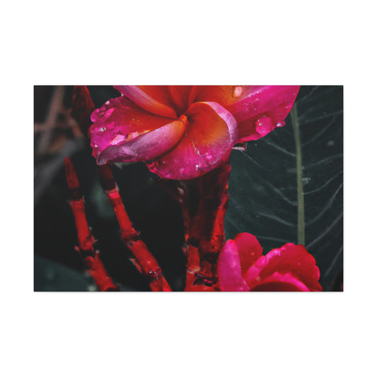 Walter Mayers Rothwell - Canvas