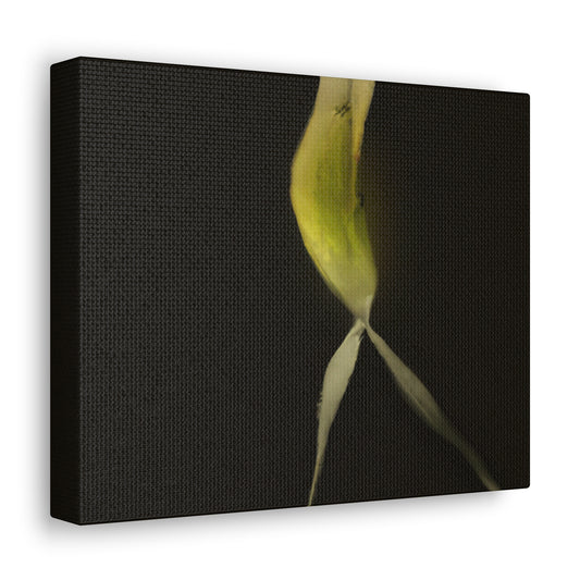 Malaphar the Magnificent - Canvas