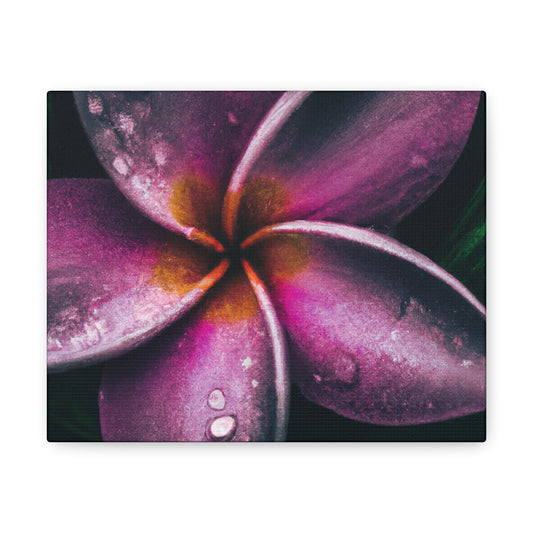 Edward Muybridge - Canvas