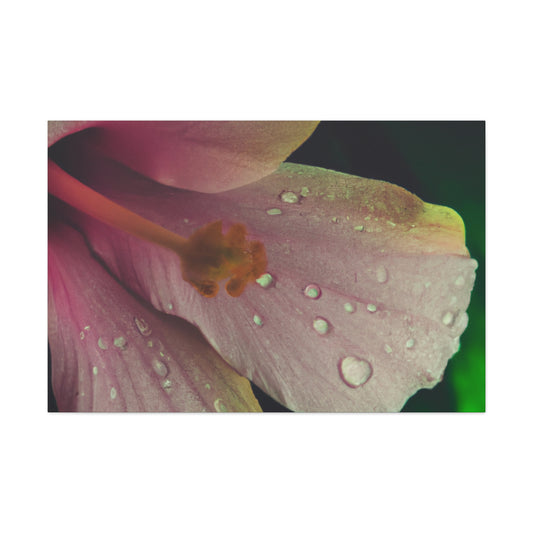 Catherine Roget. - Canvas