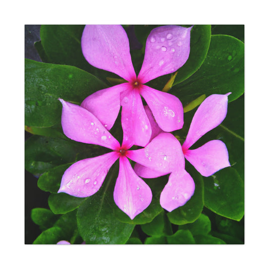 Henrietta Wrightson - Canvas