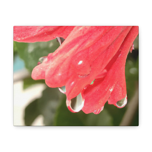 Anna Atkins - Canvas