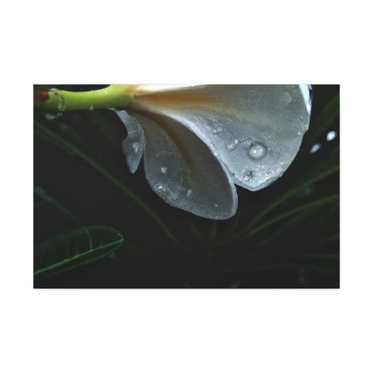 Antoinette Leeson-Jones - Canvas